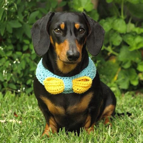 Lewis The Dachshund In His Adorable Bow Tie From Buttercup Crochet