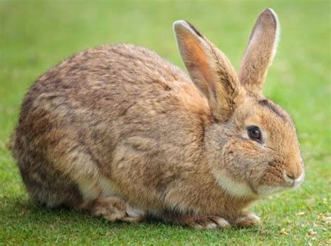How Long Do Rabbits Live