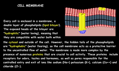 In plant cells, they tend to be large and play several roles; Interactive Cell Model