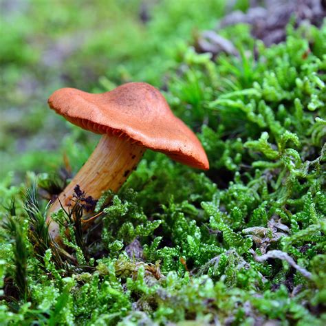 5 Most Poisonous Mushrooms for Pups on the Trail