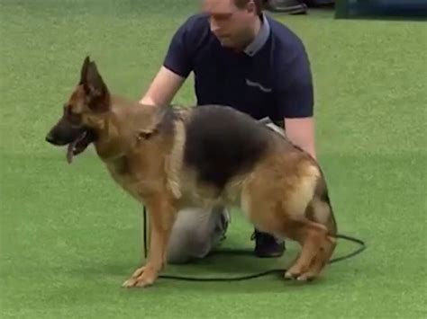 Crufts Accused Of Cruelty After German Shepherd With Sloped Back Wins