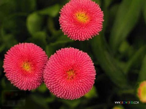 Your african pruning plant stock images are ready. african daisies | Daisy flower pictures, Flowers, Daisy flower
