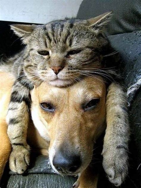 21 Adorable Photos Of Dogs And Cats Who Forgot The Rules