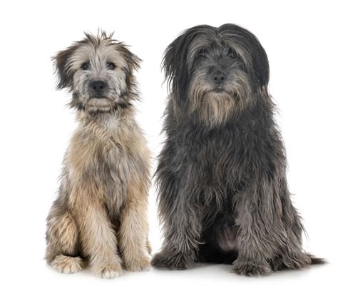 Shaggy Dog Breeds The Smart Dog Guide