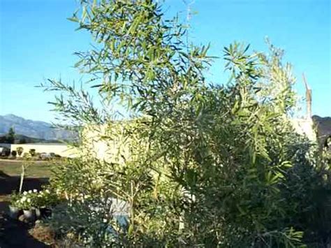 Here are some helpful navigation tips and features. Majestic Beauty Fruitless Olive Tree 24