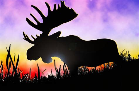 Moose? | Moose silhouette, Moose pictures, Moose
