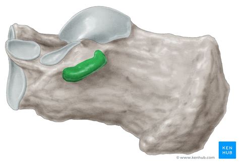 Calcaneus Anatomy And Pathology Kenhub