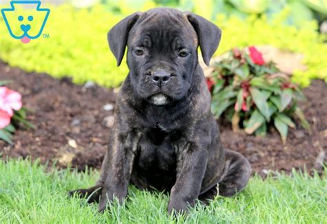 A cane corso puppy is quite expensive. Misty | Cane Corso Puppy For Sale | Keystone Puppies