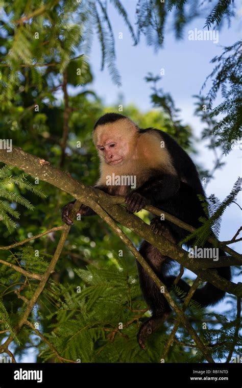 White Headed Capuchin Monkeys In Costa Rica Stock Photo Alamy