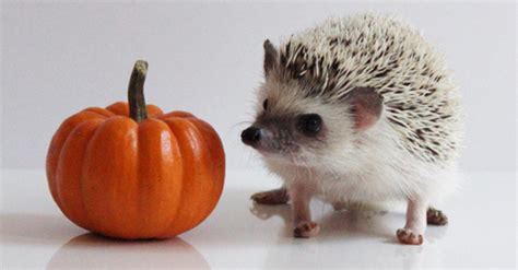 7 of these 2.5 x 2 darlings for £2 slightly inspired by the croquet balls of alice in wonderland ^ i wanted to get the hedgehog buttons, but i didn't see a specified option for shipping to the us. 56 Cute Hedgehogs Will Make You Day Awwwww - Mojly