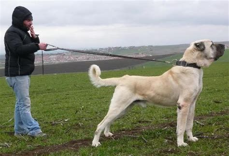 Explore and watch the best 55+ kangal vs alabai videos. 89 besten | Alabai # Central Asian Ovcharka | Bilder auf ...