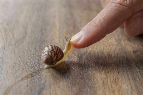 9 Things To Consider Before Keeping A Pet Snail