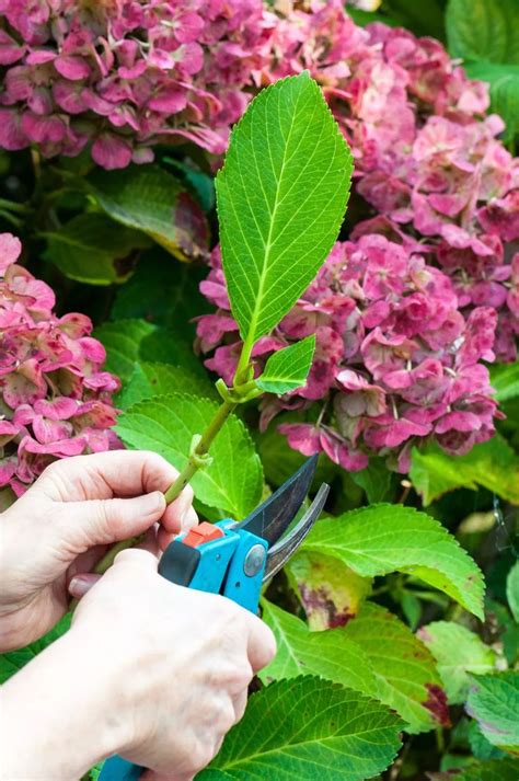 How To Grow Hydrangeas From Cuttings Growing Hydrangeas Planting