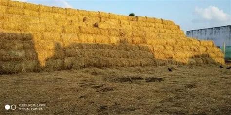 Paddy Straw Dried Grass Hay Packaging Size Bales In Roll Form