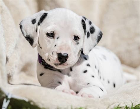 Photos That Prove That Dalmatian Puppies Are The Cutest The Paws