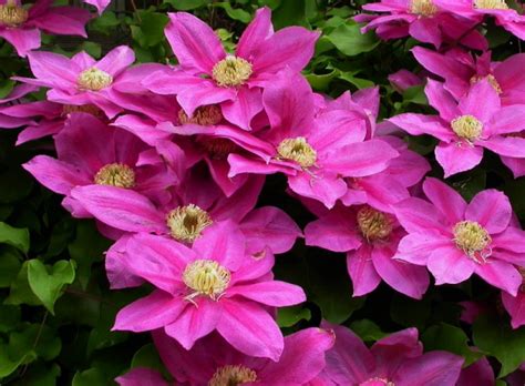 Вид «жгучий мелкоцветковый» или clematis flammula широко распространен в закавказье, передней и малой азии, на средиземноморском. Powojnik wielkokwiatowy VINO - www.ogrodowo.eu
