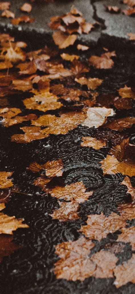 35 Best Autumn Iphone Wallpapers Templatefor
