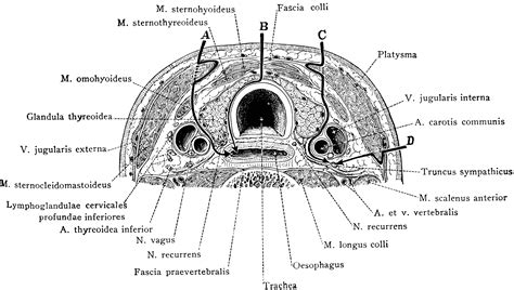 Department of housing and urban development (h.u.d.). Cross Section of Neck at the 7th Cervical Vertebra ...