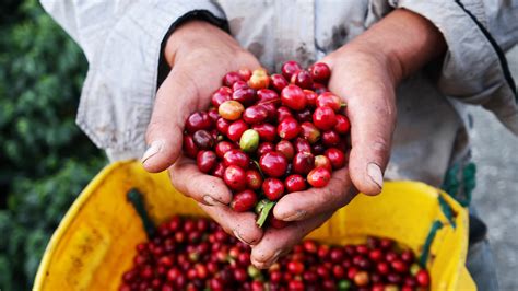 Coffee Region Colombia Visit The Coffee Triangle Terra Colombia