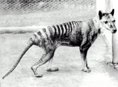 Thylacine, the largest carnivorous marsupial of recent times, presumed extinct soon after the last alternative titles: Thylacine (Tasmanian Tiger), 1936. | Download Scientific ...