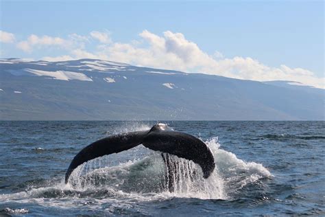 The humpback whale (megaptera novaeangliae) is a baleen whale. ORCA - Humpback whale