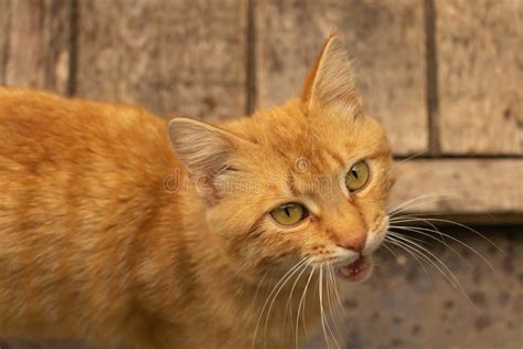 A Brown Cat Meowing And Wait Meows Stock Photo Image Of Cute Face