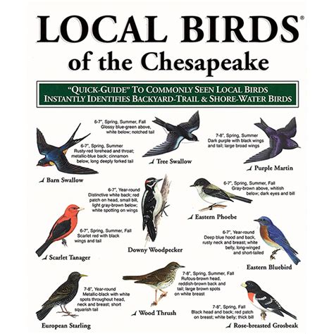 Local Birds Chesapeake Web Local Birds
