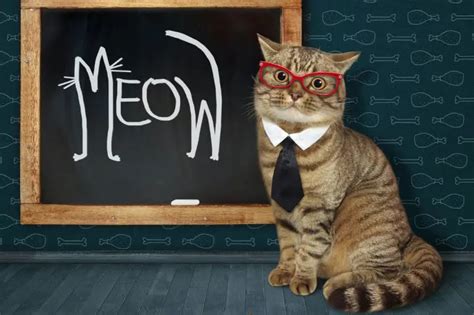 The Secret Language Of Cats Decoding Meows And Understanding Purrs