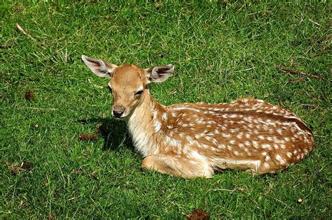 Bambi Adorable Baby Deer Maria To Supeingo