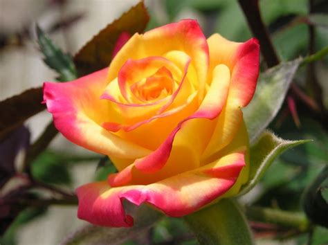 Fantastis 23 Gambar Setangkai Bunga Mawar Kuning Gambar Bunga Hd