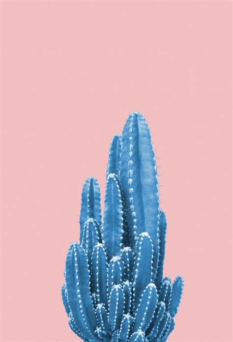 Blue Cactus On Pink Background Blue Cactus Pink Wallpaper