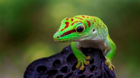 Pet Lizard Care And Maintenance Tips From The Pros Nerdynaut
