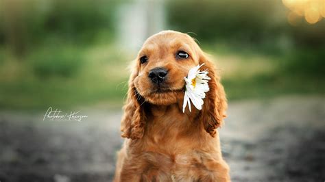 1920x1080 Dog With Flower In Mouth Laptop Full Hd 1080p Hd 4k