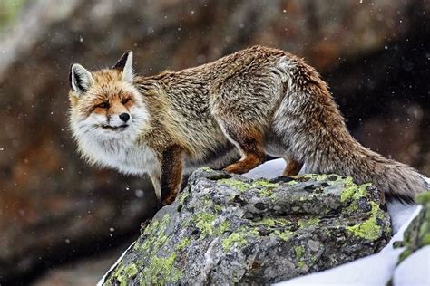 Red Fox By Bahman Esmaeili On 500px Fox Animals Beautiful Funny Animals