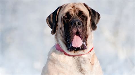 English Mastiff Dog Breed Information Facts Traits Pictures And More