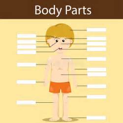 Human Body Parts Diagram Illustration