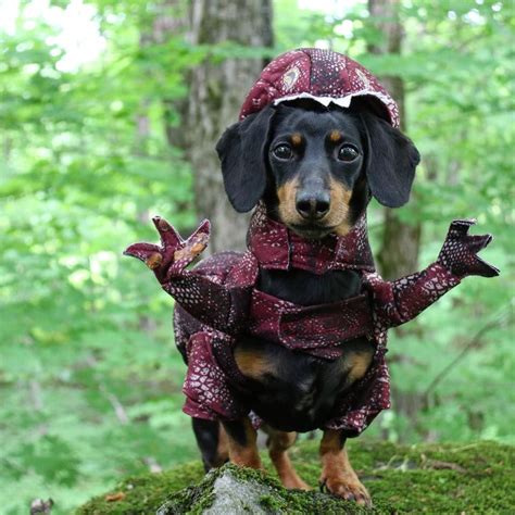 Velociwiener Dinosaur Dog Costume Cute Dachshund Costume Wiener Dog