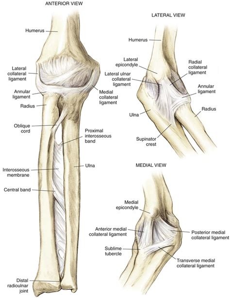 Elbow And Forearm Musculoskeletal Key