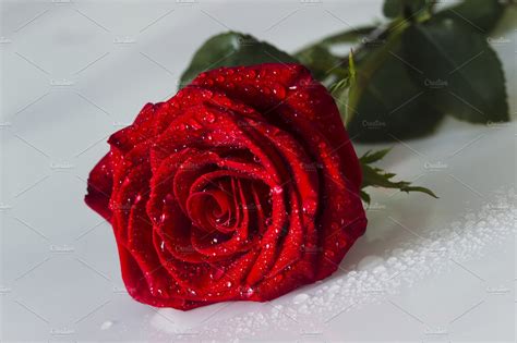 Red Rose With Water Drops On A White Background ~ Beauty And Fashion