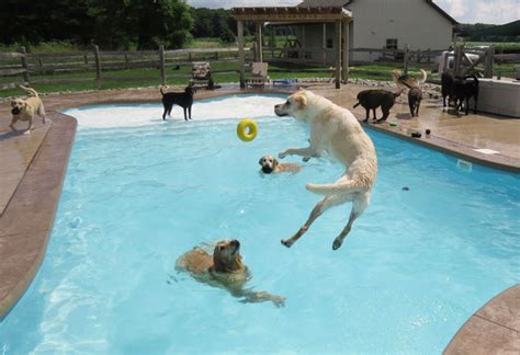 Dog Pool Party Or As I Like To Call It This Is What Happiness Looks Like