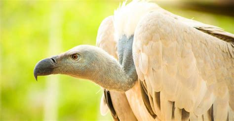 Close Up Of An African Vulture Stock Photo Image Of Close Kruger