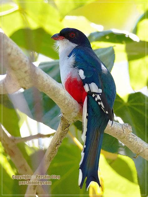 Splendid Cosmos Cuban Trogon Worlds Most Fascinating Colorful Bird