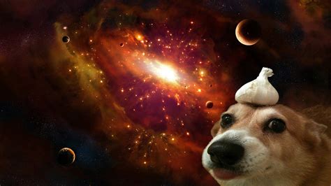 Dog Space Universe Garlic Corgi Wallpapers Hd Desktop And Mobile