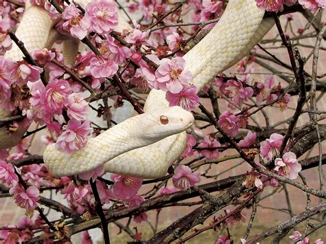 White Snakes Of Iwakuni Iwakuni