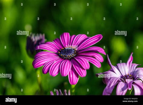 Purple Sunflower Hi Res Stock Photography And Images Alamy