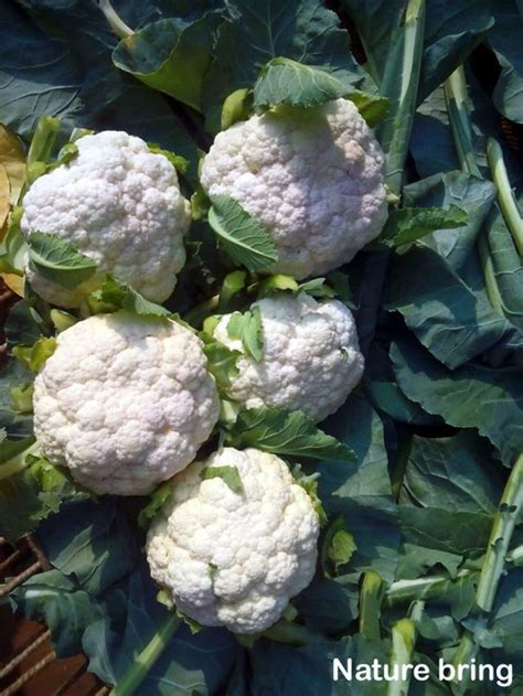 How To Grow Cauliflower Growing Cauliflower In Containers Naturebring