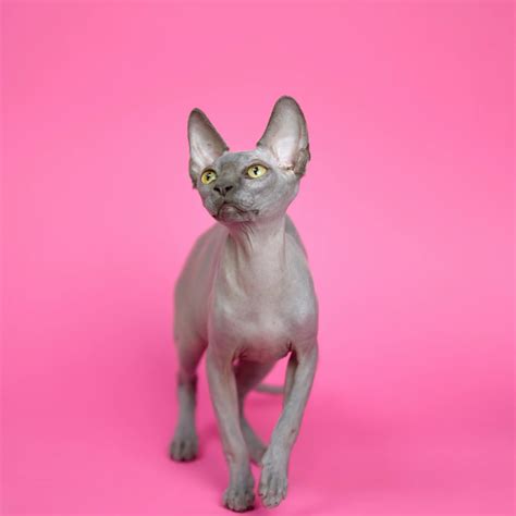 Avada Best Sellers Merry Sphynx Kitten Adopted Purebred Kitties