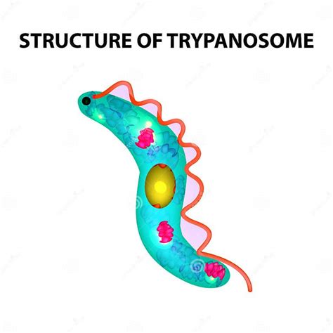 La Structure De Trypanosome Infographie Illustration De Vecteur Sur Le