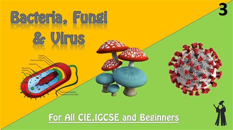 Igcse Biology Bacteria Fungi And Virus 3 Youtube