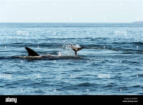 Killer Whale Attacking A Common Dolphin Gulf Of California Stock